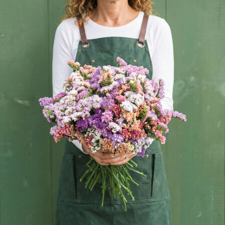 Pastel Mix, Statice Seeds - Packet image number null